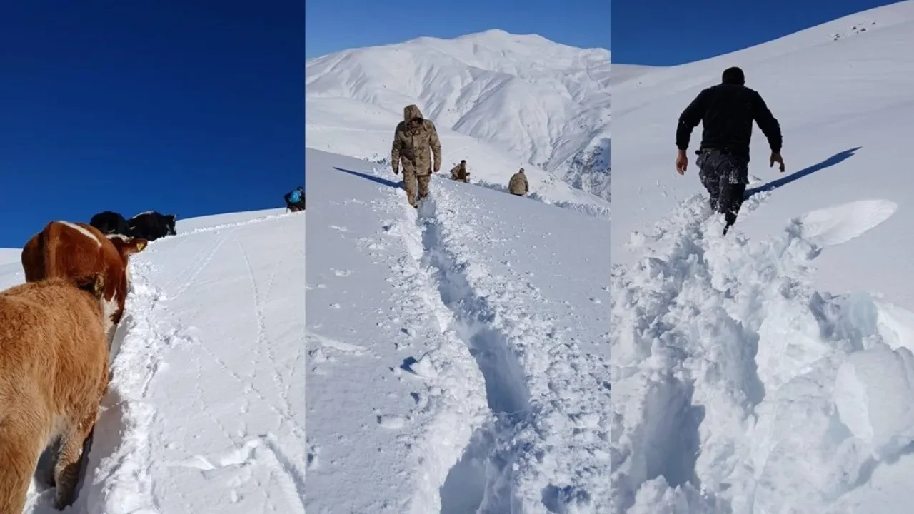 Onlarca büyükbaş dağda mahsur kaldı! Ekipler hayvanların imdadına işte böyle yetişti