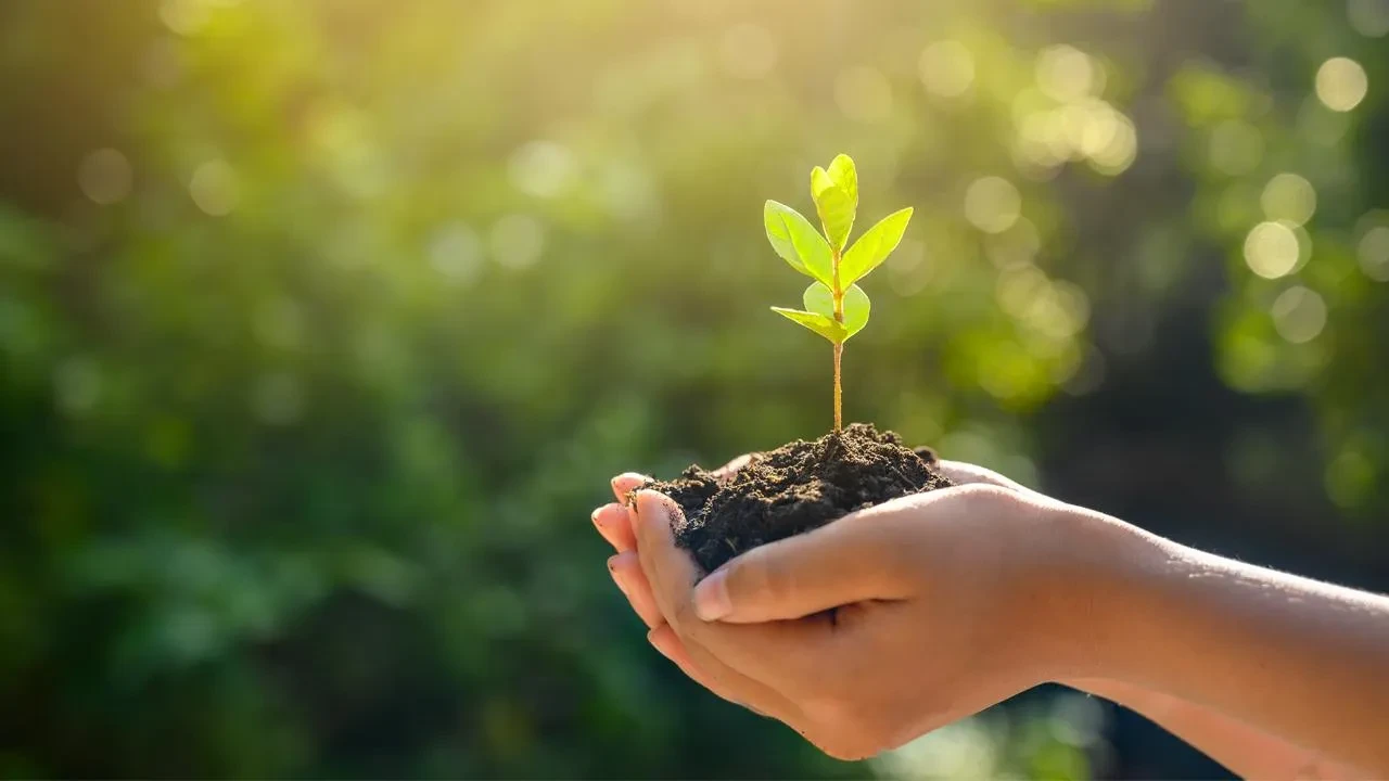 24 Kasım Öğretmenler Günü fidan bağışı kaç TL? En güzel Öğretmenler Günü hediyesi