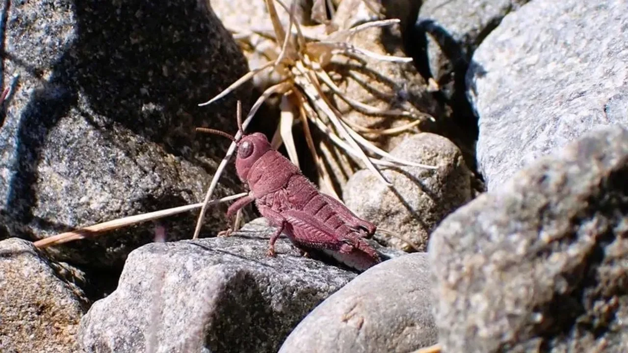 Görenler gözlerine inanamadı! Yeni Zelanda'da bulunan nadir hayvan dünyayı şaşkına çevirdi