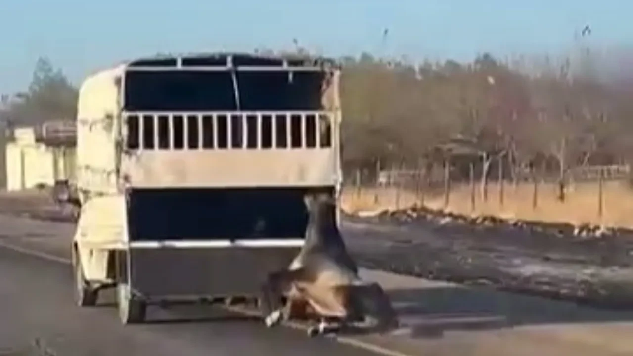 Kamyonetin arkasına bağlanan at metrelerce sürüklendi! Batman'da yürek yakan görüntü
