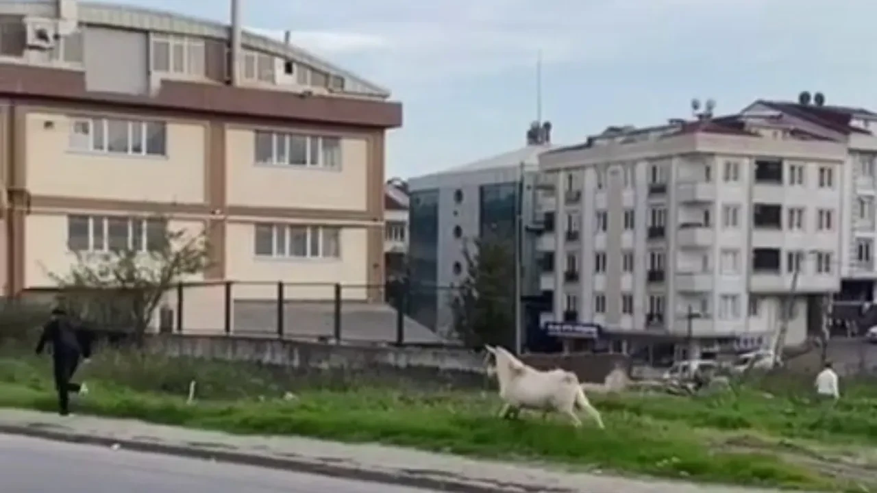 Kendini köpek sanan keçi: Öğrencileri metrelerce kovaladı! İlginç anlar kamerada
