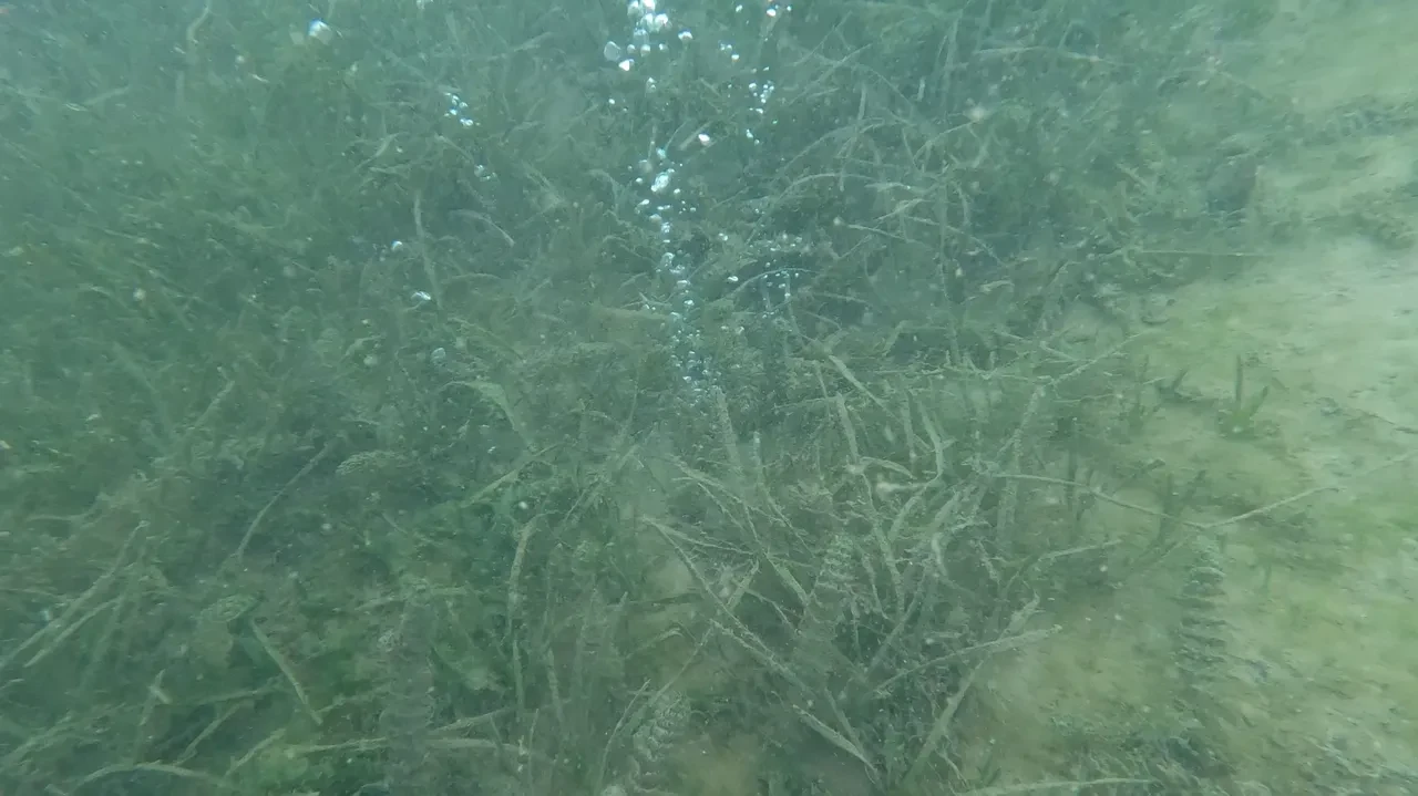 Sapanca Gölü'ndeki kabarcıklar ürpertti: Deprem habercisi mi? Su altından görüntüleme yapıldı