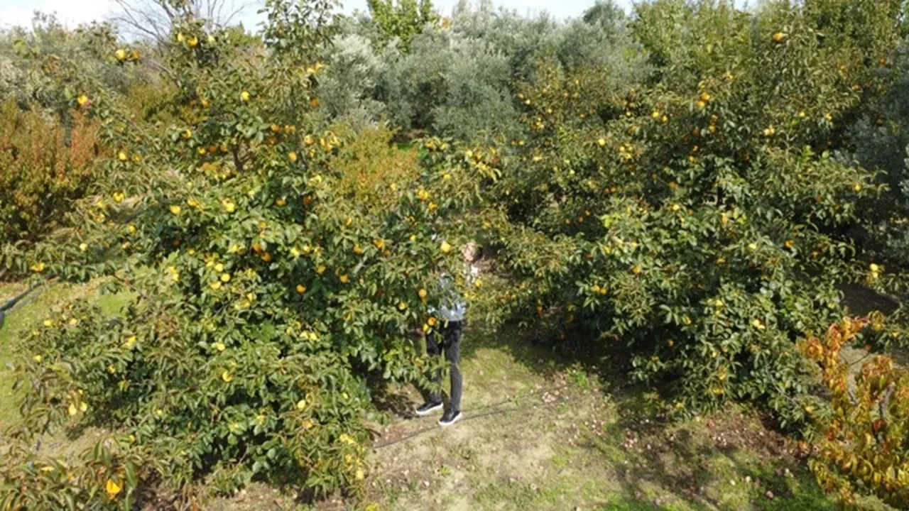 50 liralık hurmayı 500 lira yaptı! Orijinal kurutma metoduyla paraya para demiyor