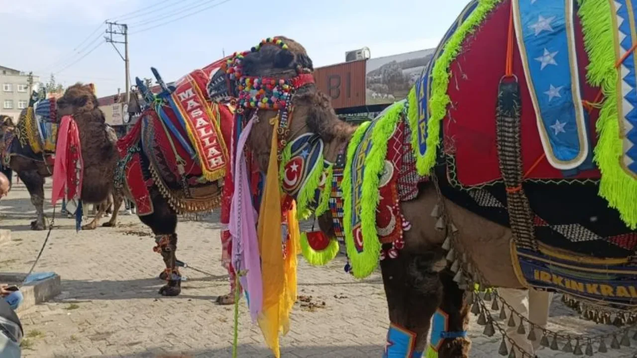 Çan'da asırlık gelenek yaşatıldı: Havutlar dualarla giydirildi, güreş sezonu başladı!