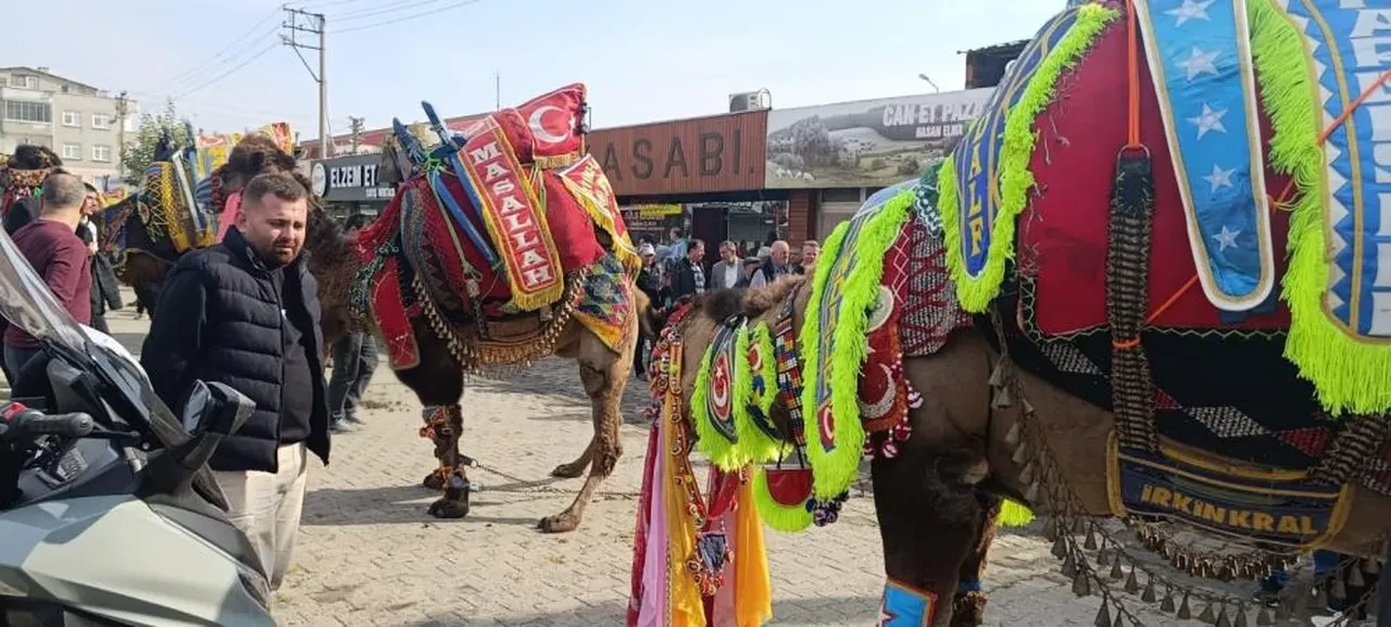 Çan'da asırlık gelenek yaşatıldı: Havutlar dualarla giydirildi, güreş sezonu başladı!