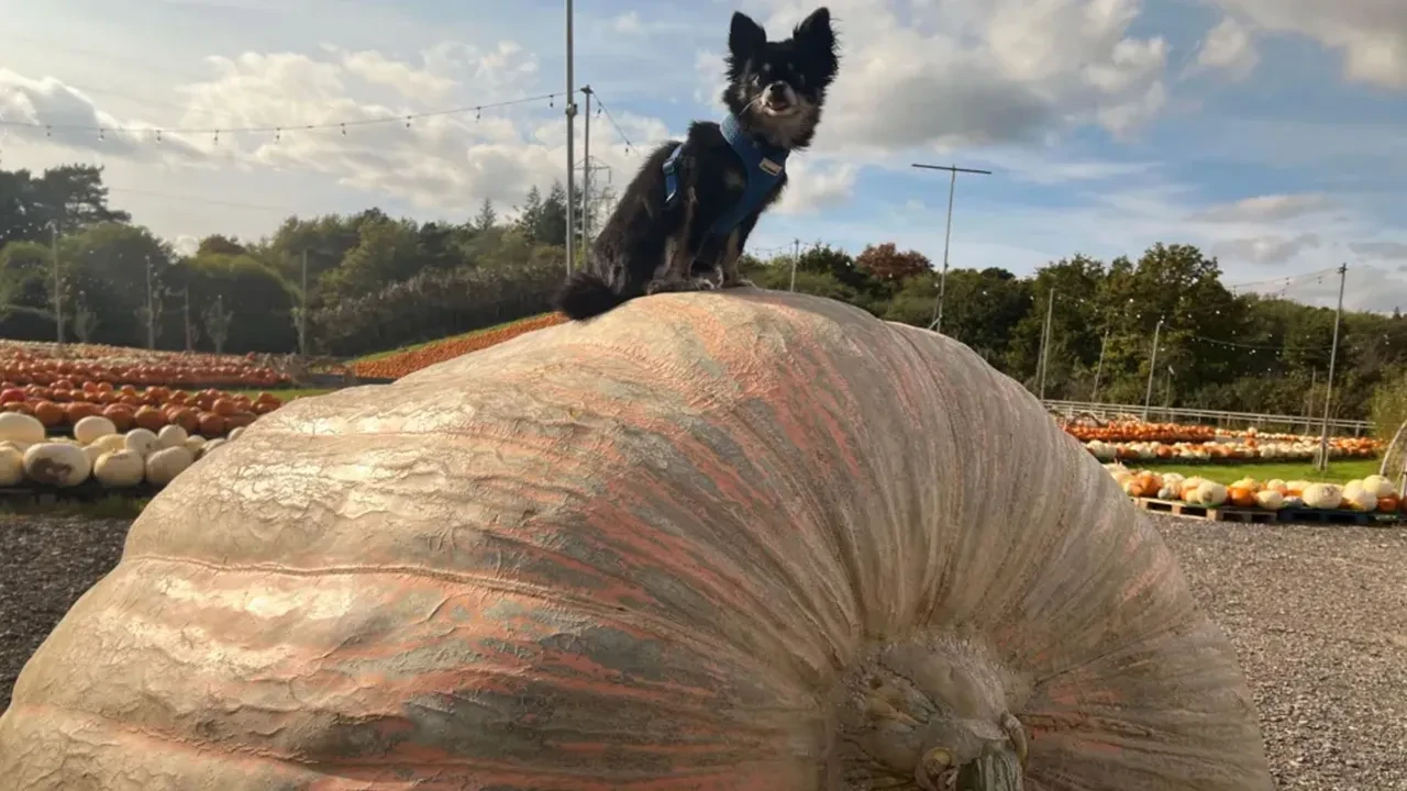 Devasa balkabağı dünyanın en büyüğü ve ağırı! Vinçle taşındı
