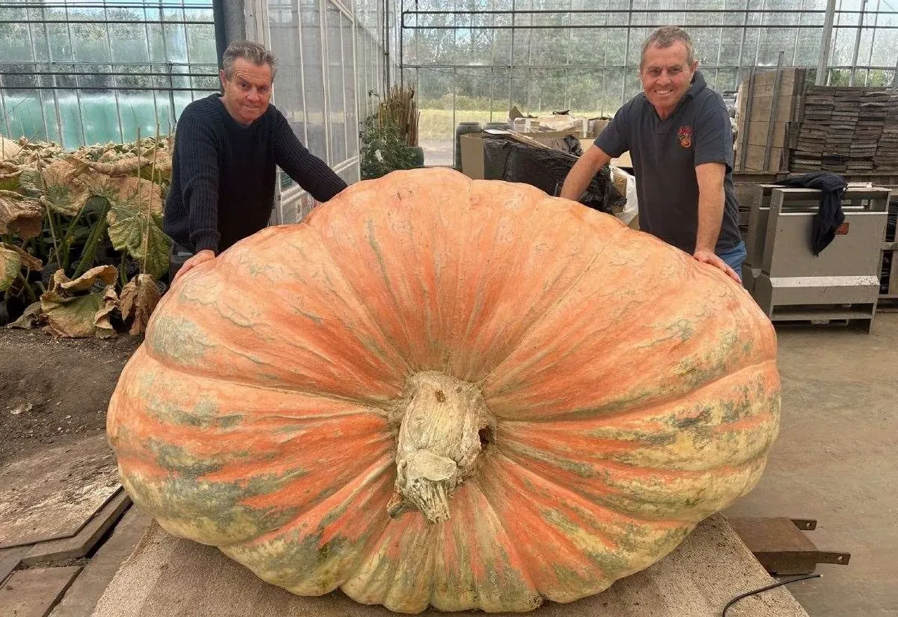 Devasa balkabağı dünyanın en büyüğü ve ağırı! Vinçle taşındı