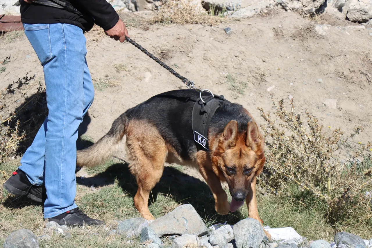 Erzincan'da afetlere can dostlarla hazırlık: 7 köpek enkaz eğitimi için sahada! 