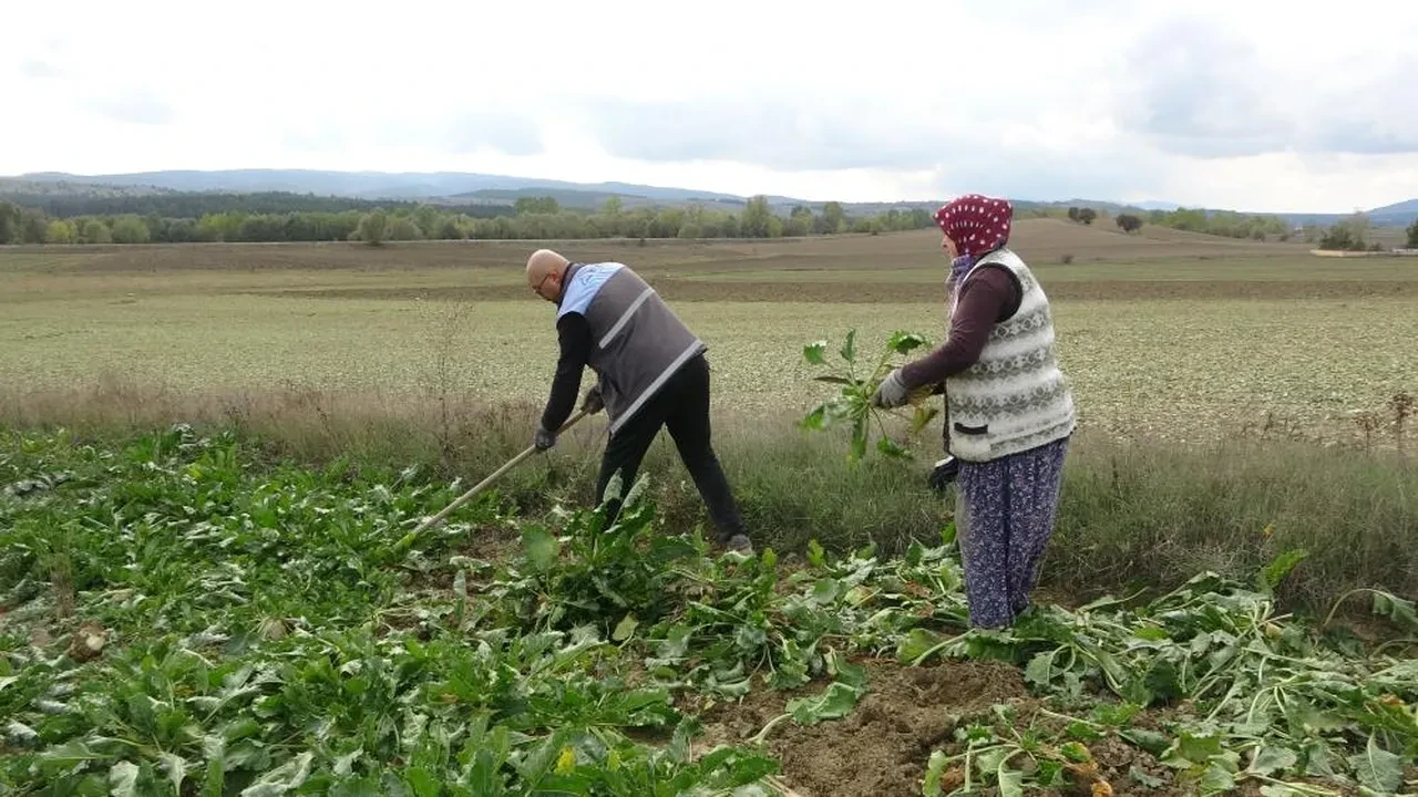 Kastamonu'da pancar hasadı! Çiftçi korkutan ihtimali ibretlik bir sözle özetledi