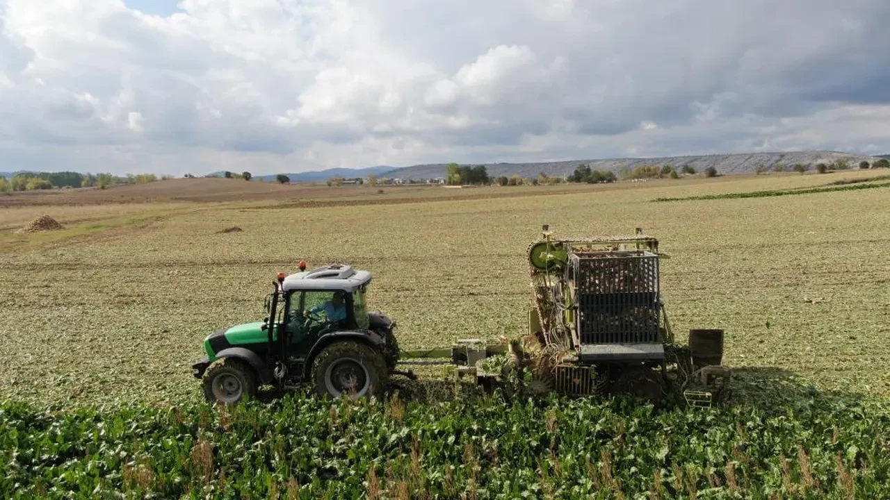 Kastamonu'da pancar hasadı! Çiftçi korkutan ihtimali ibretlik bir sözle özetledi