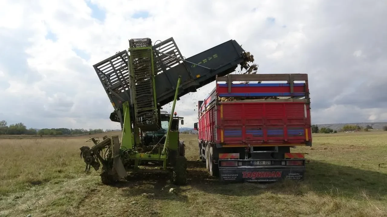 Kastamonu'da pancar hasadı! Çiftçi korkutan ihtimali ibretlik bir sözle özetledi