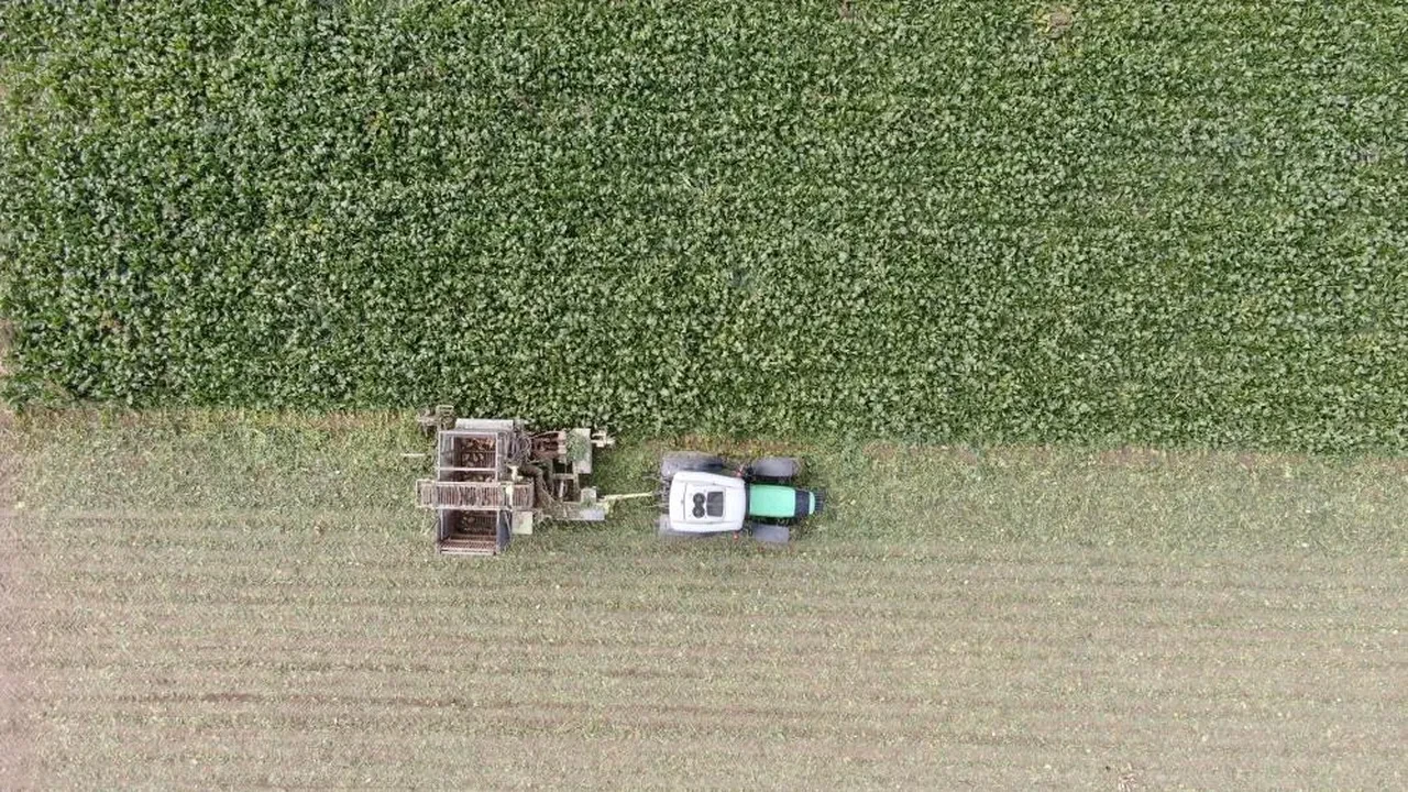 Kastamonu'da pancar hasadı! Çiftçi korkutan ihtimali ibretlik bir sözle özetledi