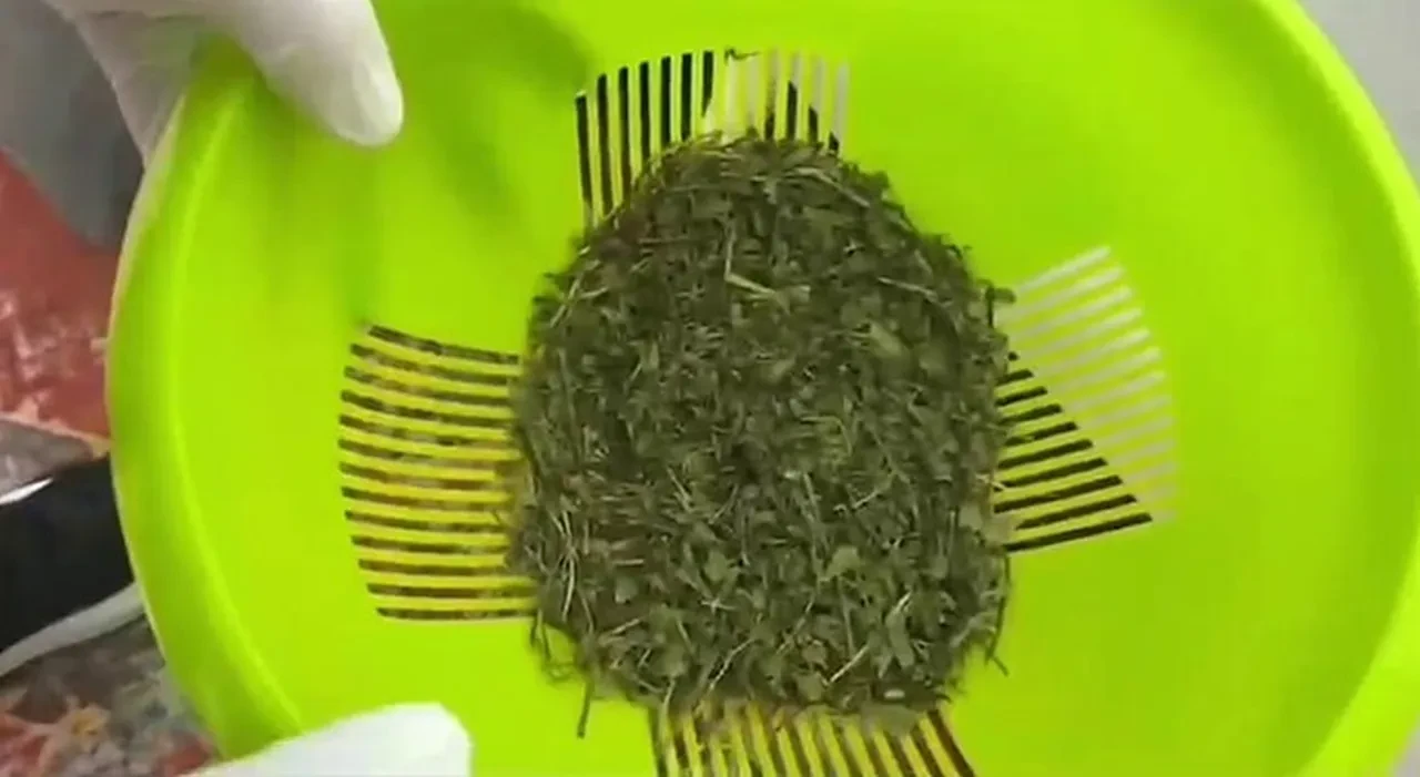 Zehir tacirine suçüstü! Evinden çıkanlar şoke etti