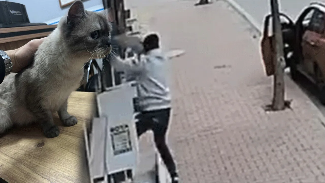 Arabasıyla geldi kediyi çalıp gitti!