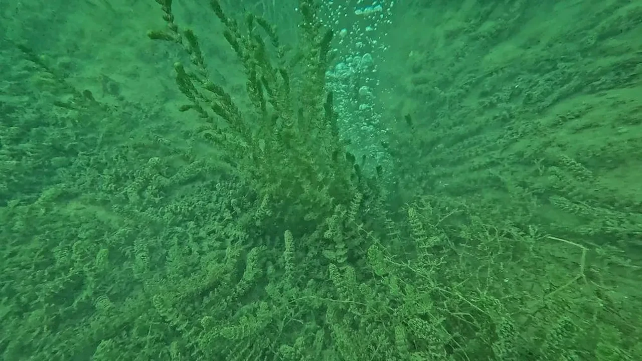 Depremin habercisi mi? Sapanca Gölü'nde su kaynıyor! Bölge halkının gözüne uyku girmiyor