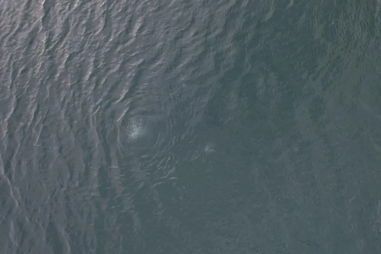 Depremin habercisi mi? Sapanca Gölü'nde su kaynıyor! Bölge halkının gözüne uyku girmiyor