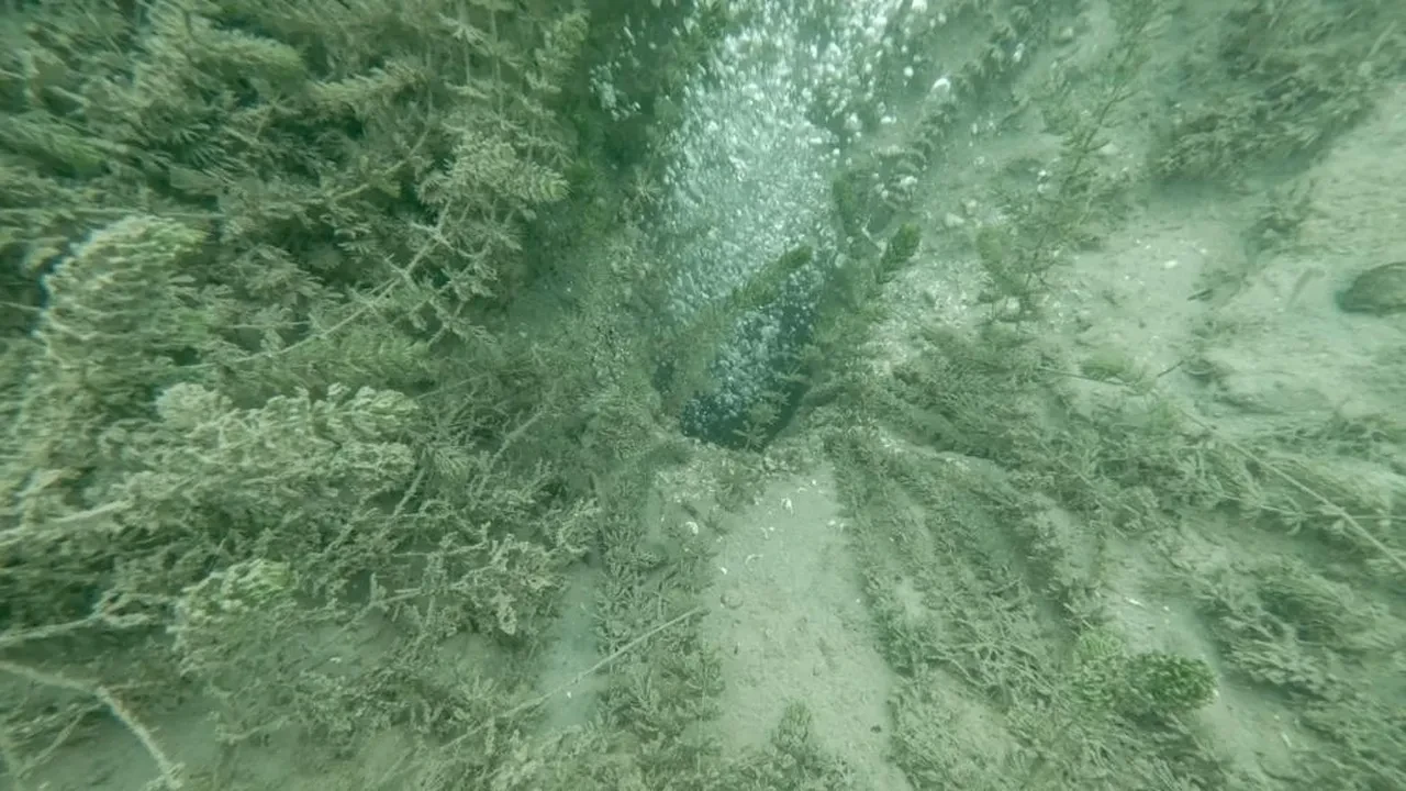 Depremin habercisi mi? Sapanca Gölü'nde su kaynıyor! Bölge halkının gözüne uyku girmiyor