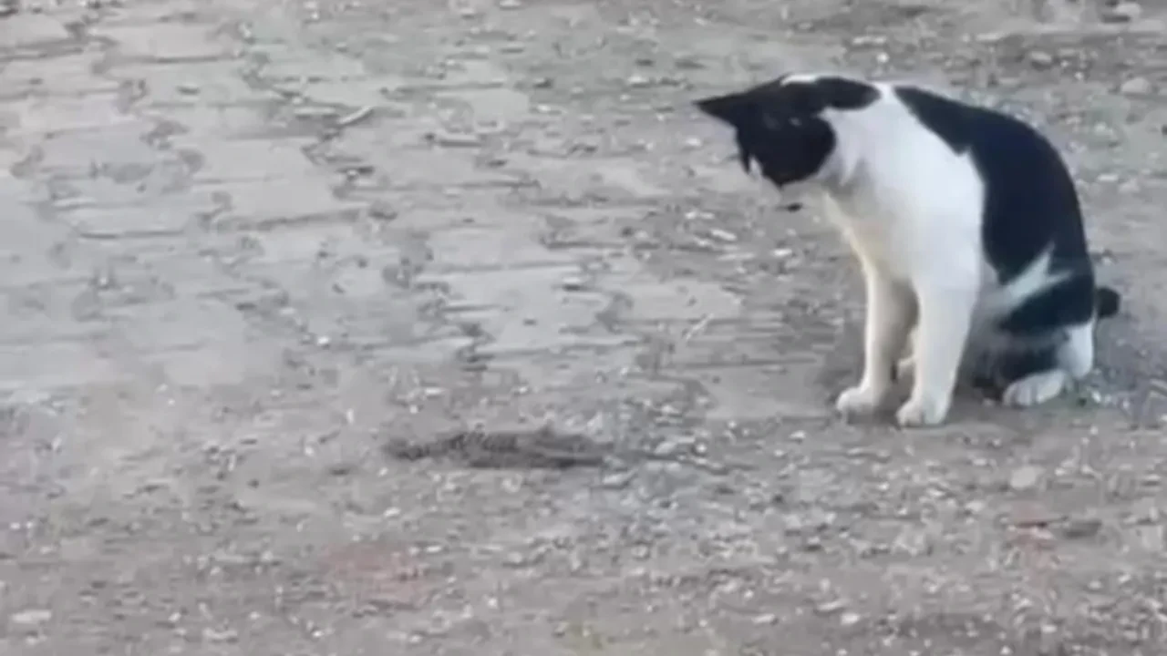 Fareyle oynar gibi yılanla oynadı, ağzıyla kapıp uzaklaştı