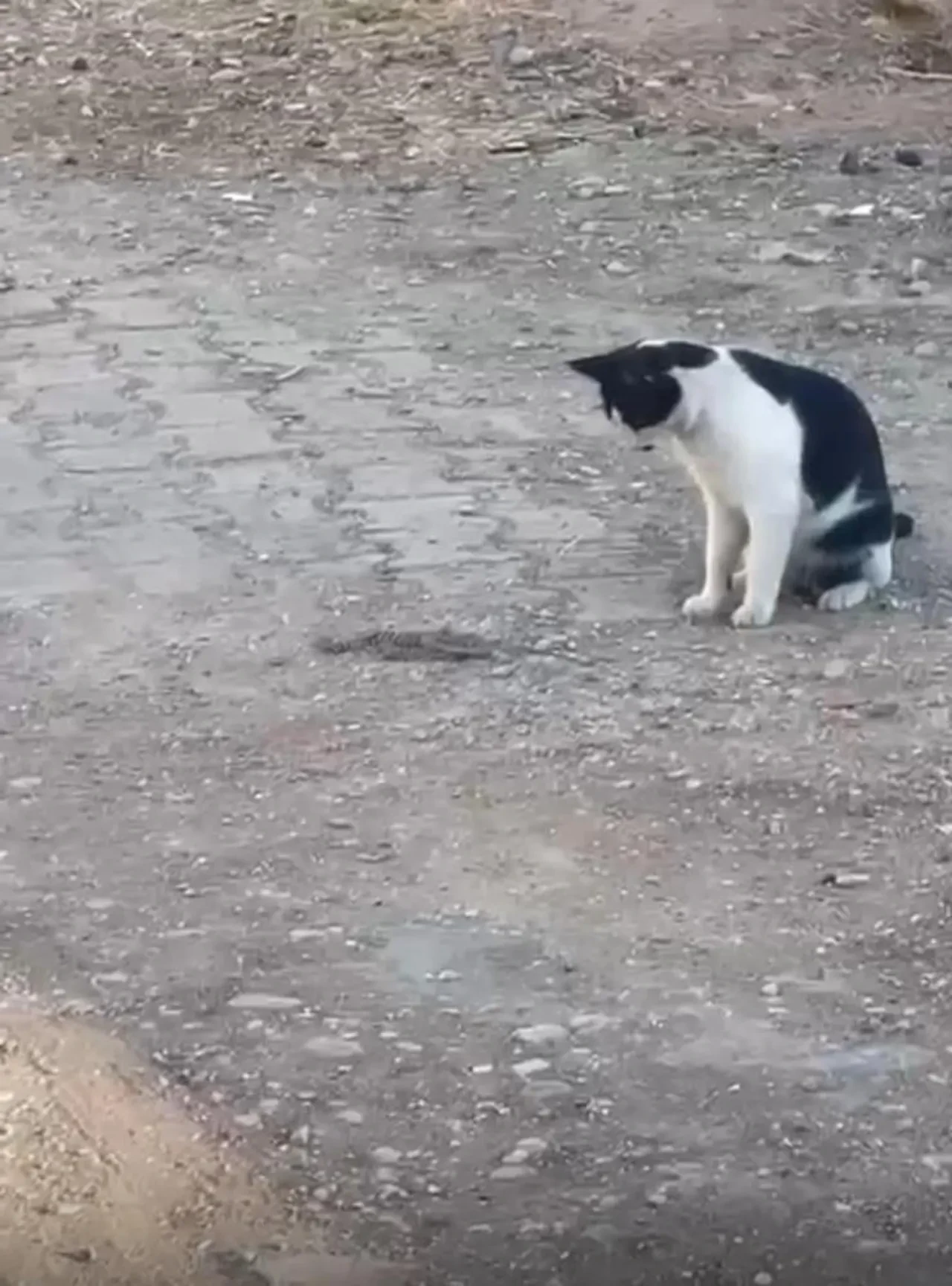 Fareyle oynar gibi yılanla oynadı, ağzıyla kapıp uzaklaştı