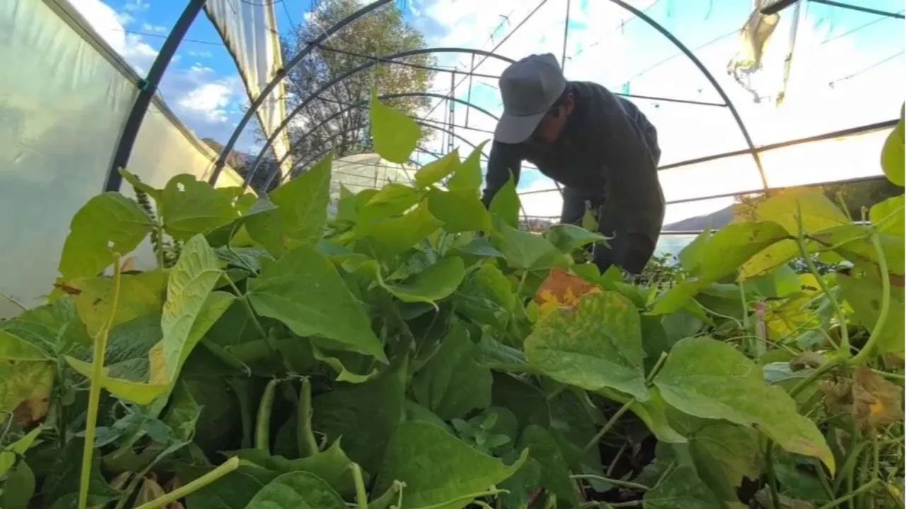 İspir fasulyesi ünlü şeflerin gözdesi! Kilosu 500 liradan alıcı buluyor