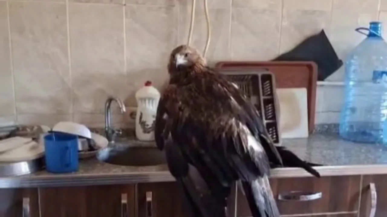 Mutfağındaki dev kartala 