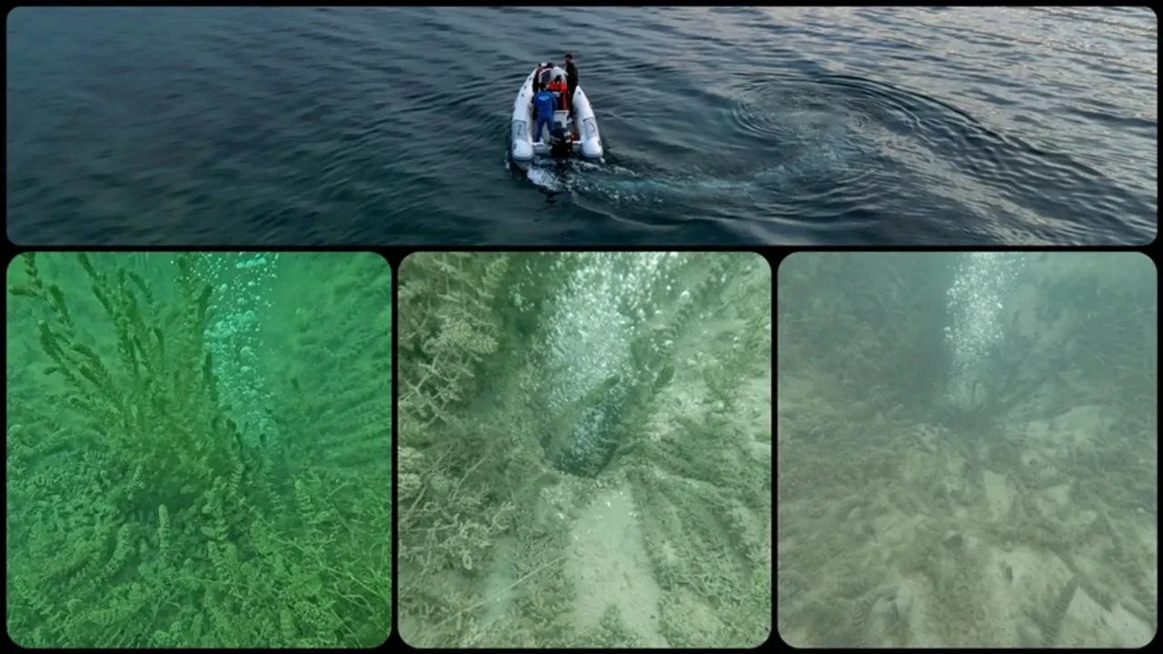 Sapanca Gölü'ndeki gizemli köpürmenin nedeni belli oldu