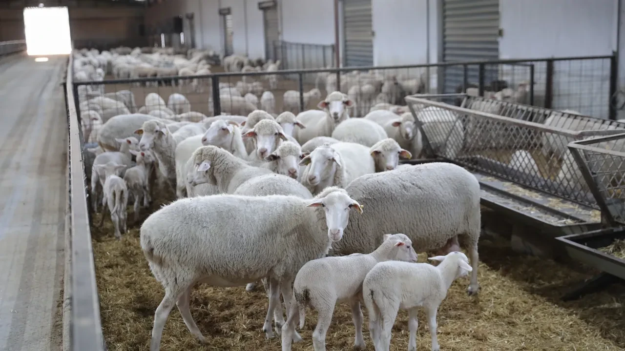 Tarım İşletmeleri küçükbaş hayvan satacak! İşte ihale tarihi