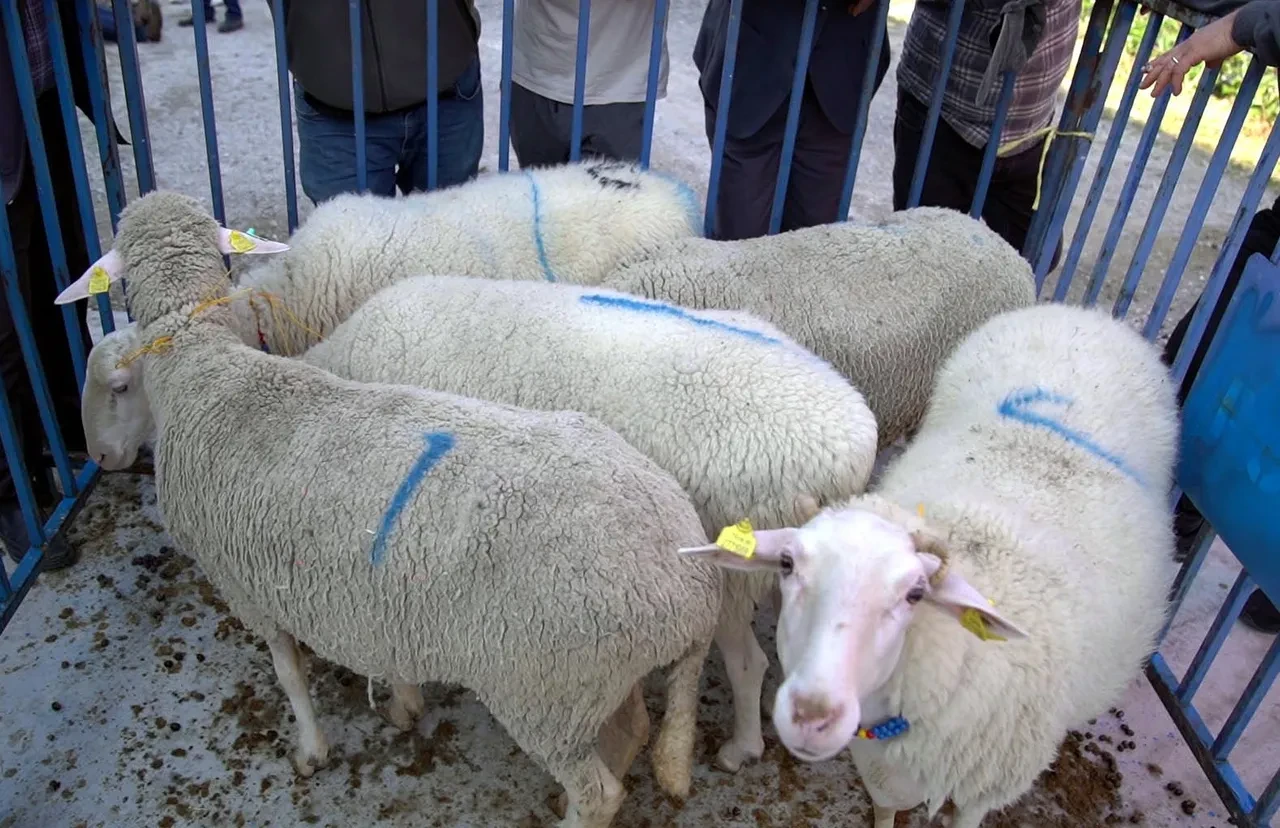 Tarım İşletmeleri küçükbaş hayvan satacak! İşte ihale tarihi
