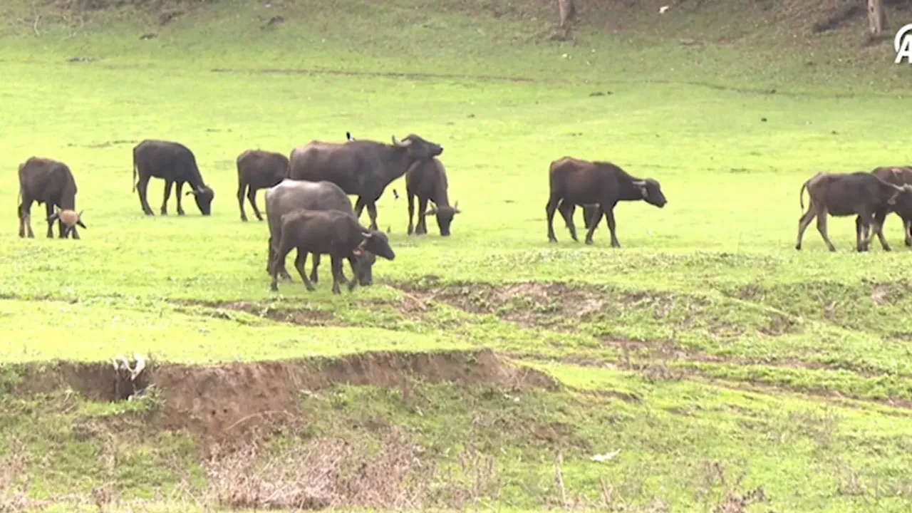 İstanbul’da çok konuşulacak yer! Çoğu kişi bilmiyor: Et, sucuk, manda sütü alınabiliyor