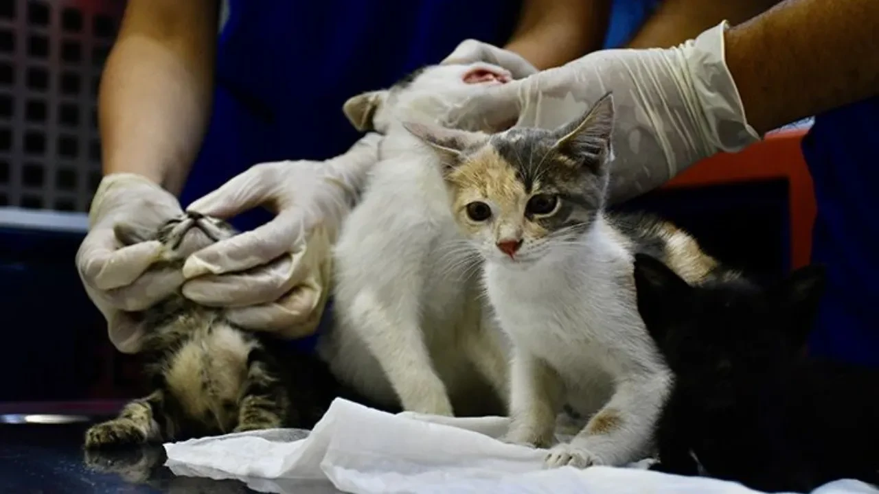 KAĞITHANE BELEDİYE BAŞKANLIĞI