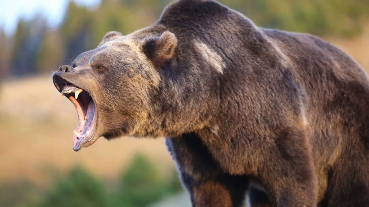 Kanada'da ayı dehşeti! Çok sayıda kişi yaralandı