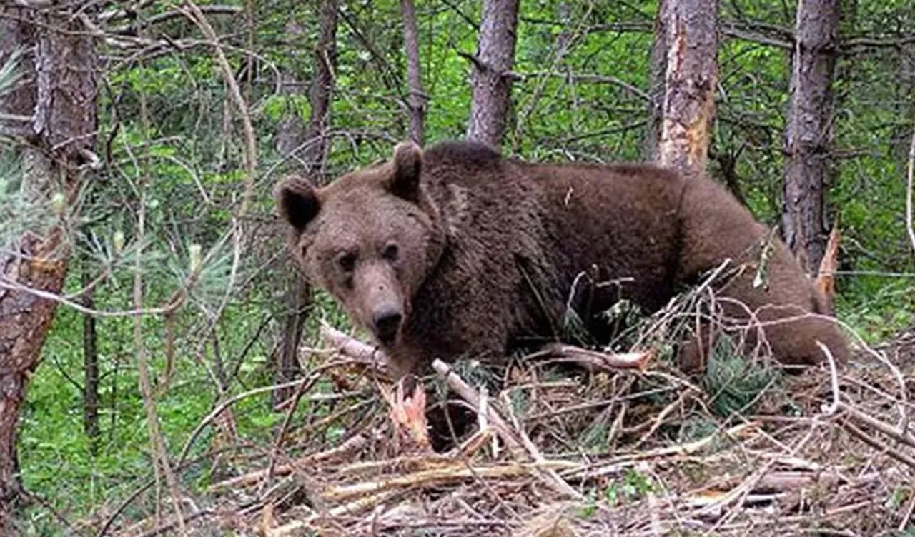 Kanada'da ayı dehşeti! Çok sayıda kişi yaralandı