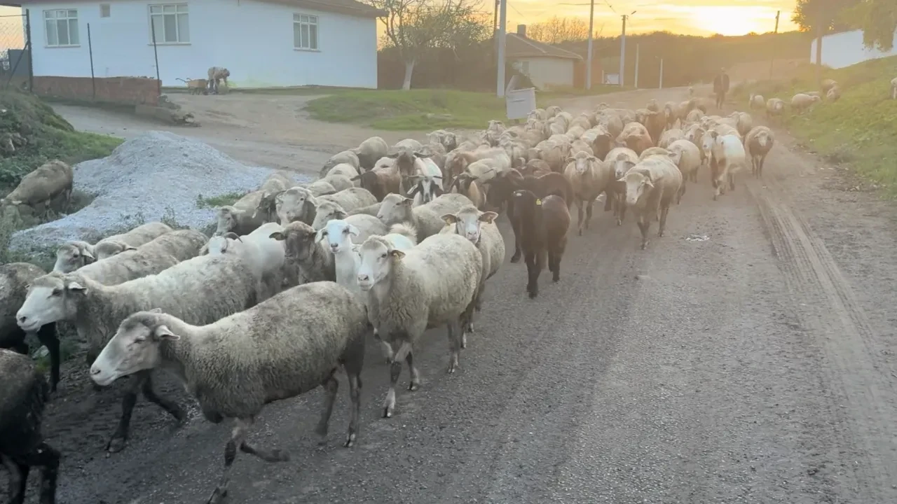 Çoban bulmak imkansız hale geldi! 50 bin TL maaşı kabul etmiyorlar: 