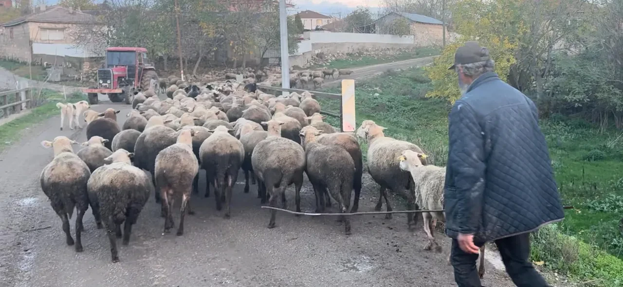 Çoban bulmak imkansız hale geldi! 50 bin TL maaşı kabul etmiyorlar: "Yüksek verilse de çok zor"