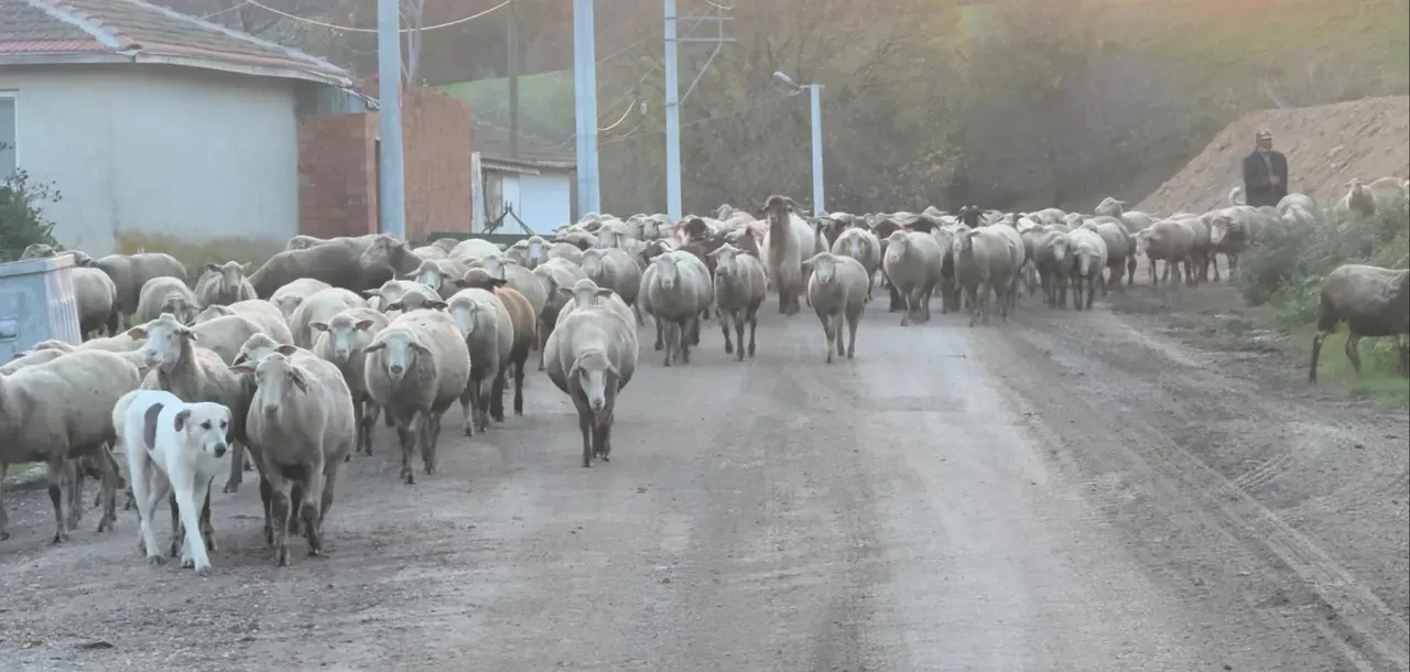 Çoban bulmak imkansız hale geldi! 50 bin TL maaşı kabul etmiyorlar: "Yüksek verilse de çok zor"