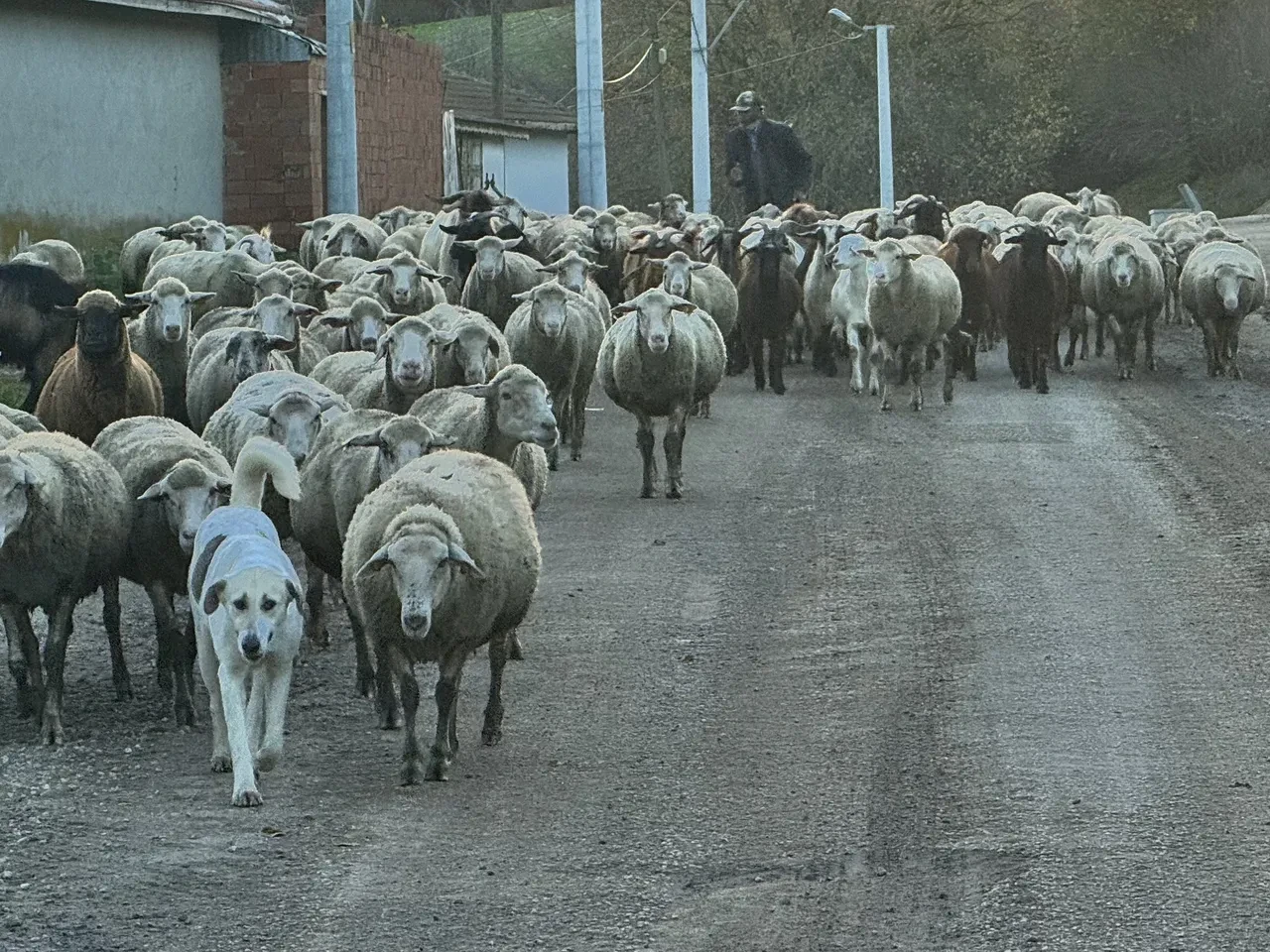 Çoban bulmak imkansız hale geldi! 50 bin TL maaşı kabul etmiyorlar: "Yüksek verilse de çok zor"