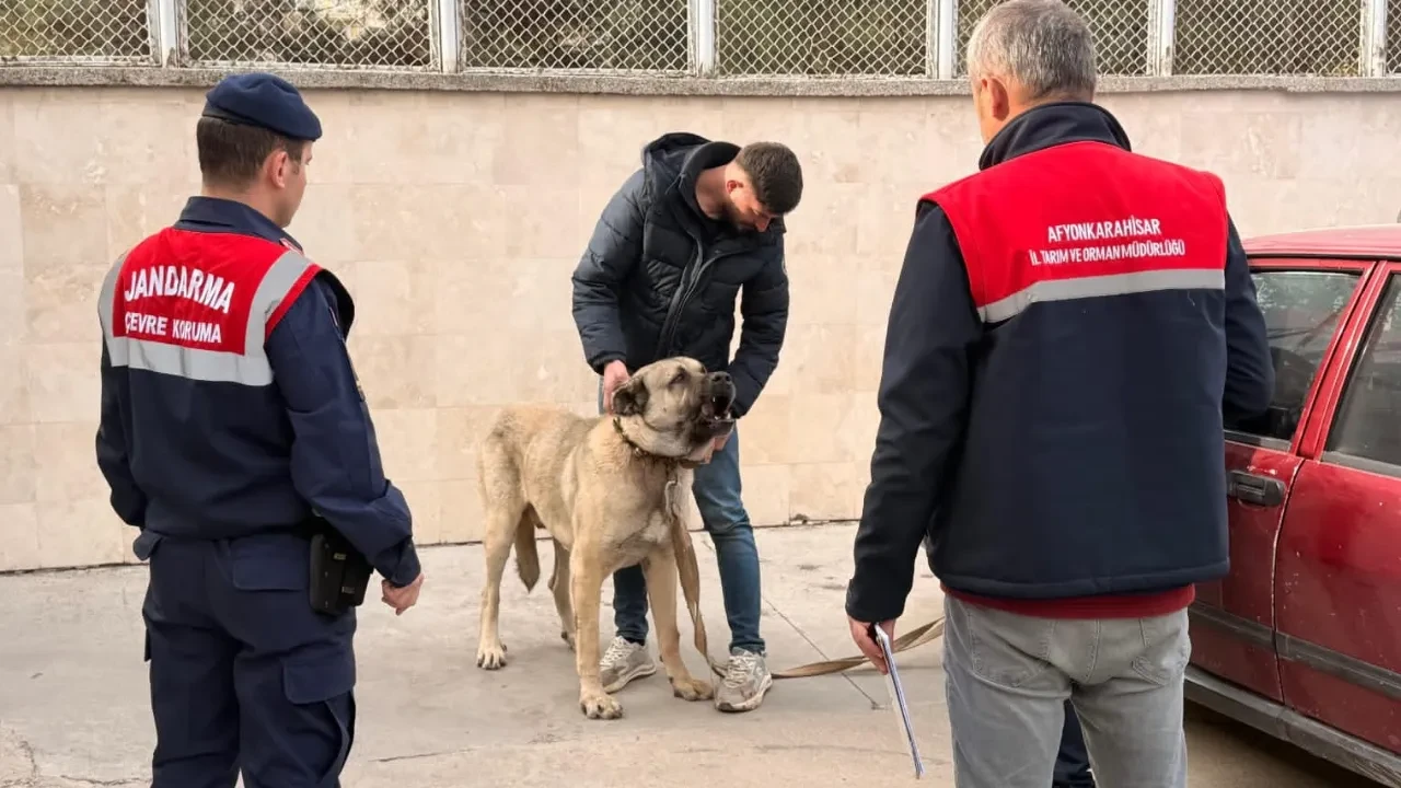 Köpek dövüştürenlere dronlu baskın! 12 kişi gözaltında