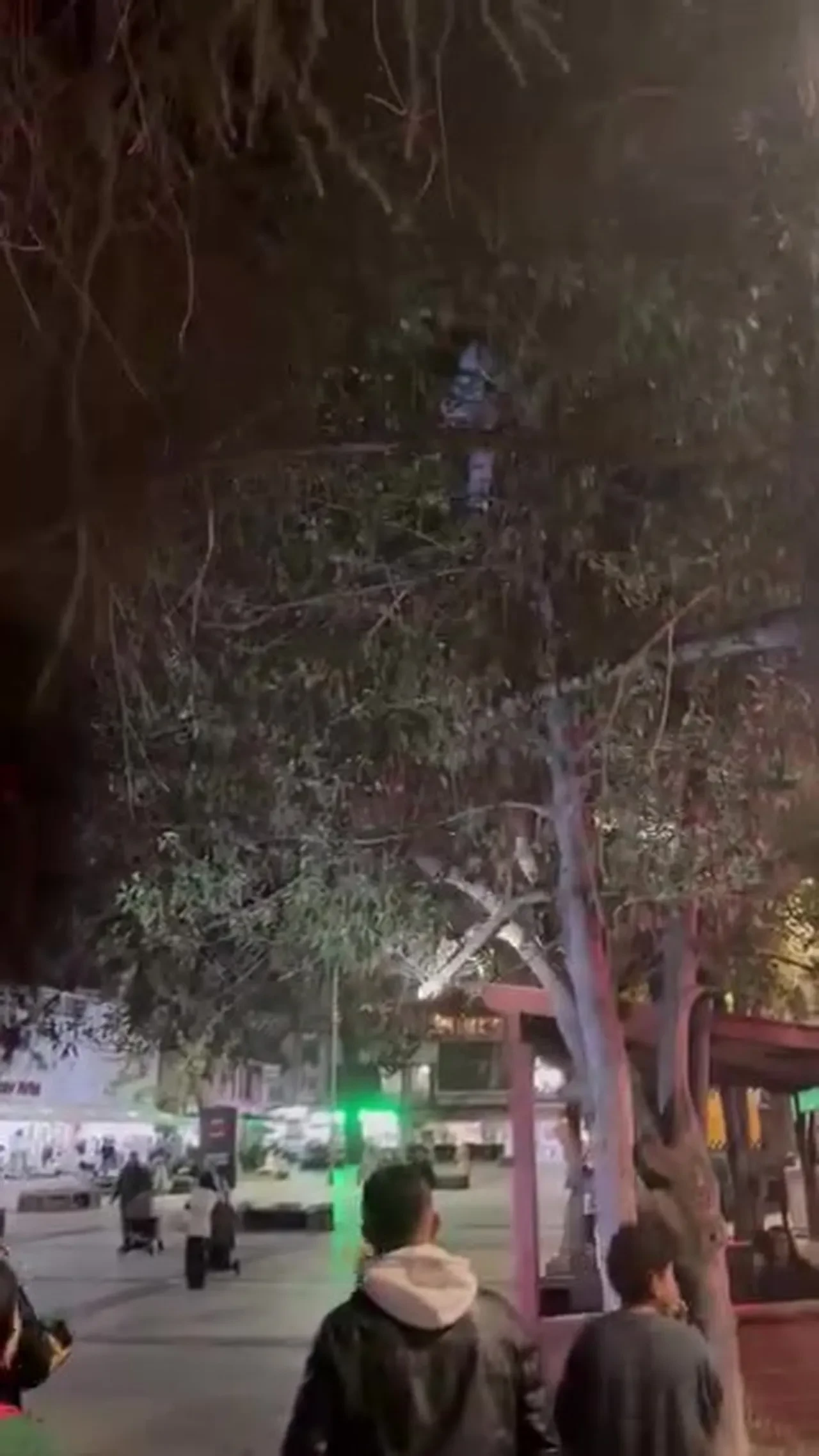 Topunu almak için çıktığı ağaçtan inemedi! İtfaiye seferber oldu