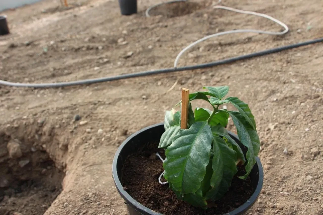 'Üretimiyle de Türk' kahvesi için harekete geçildi