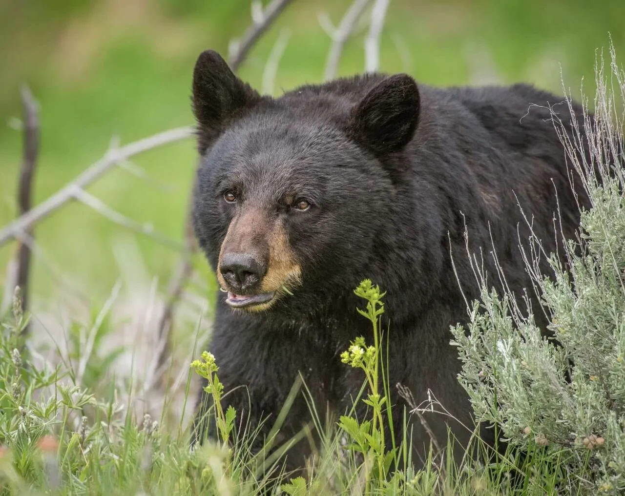 Ayıyla evde burun buruna geldiler! Pençe darbeleri yaşlı çifti yaraladı