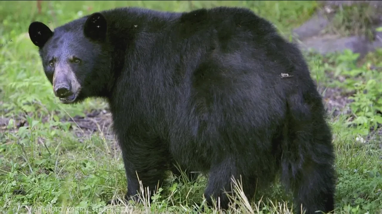 Ayıyla evde burun buruna geldiler! Pençe darbeleri yaşlı çifti yaraladı