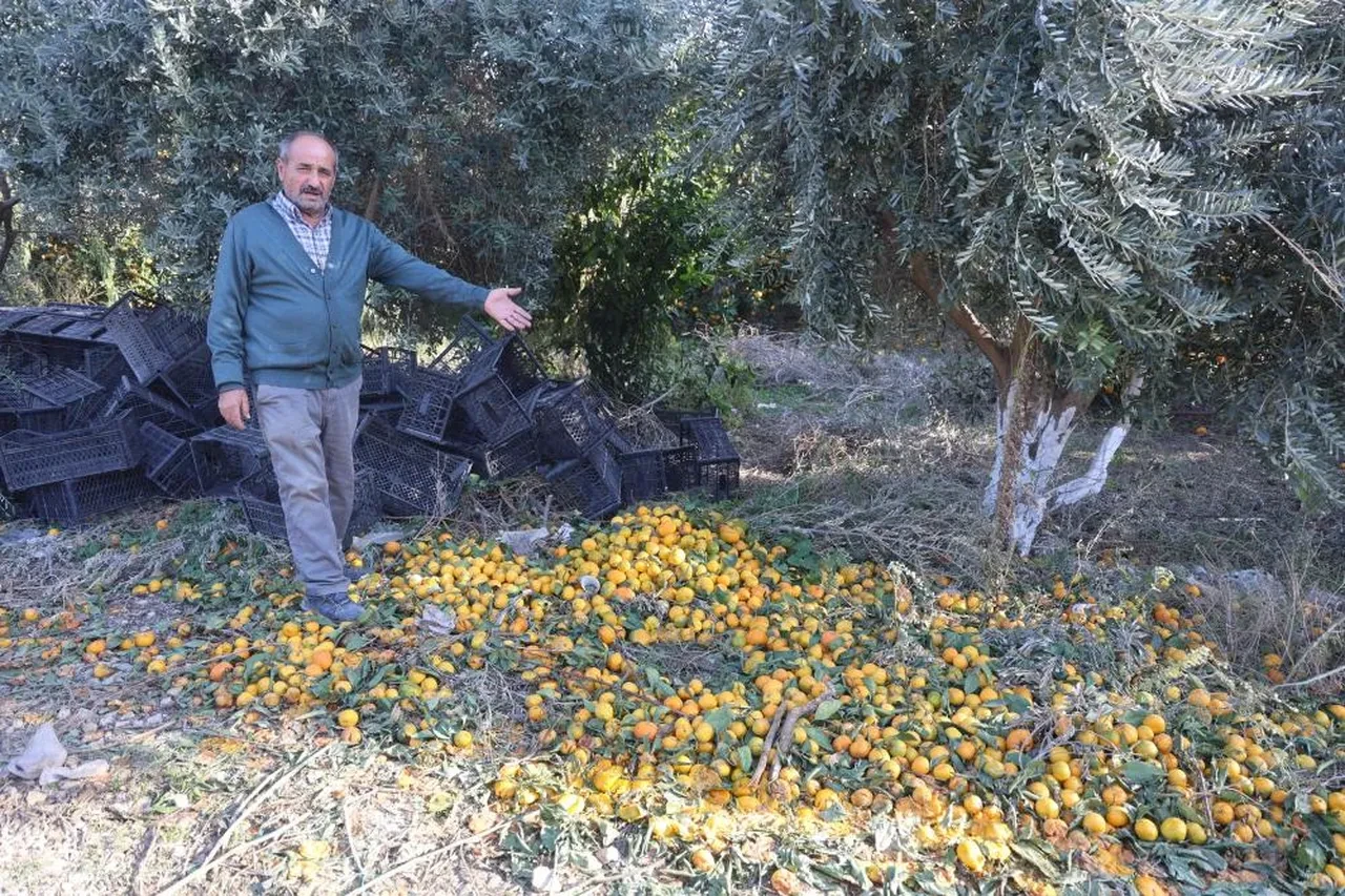 Mandalinanın kilosu 2 liraya düştü! Üreticiler bütün mahsulünü bedavaya dağıttı