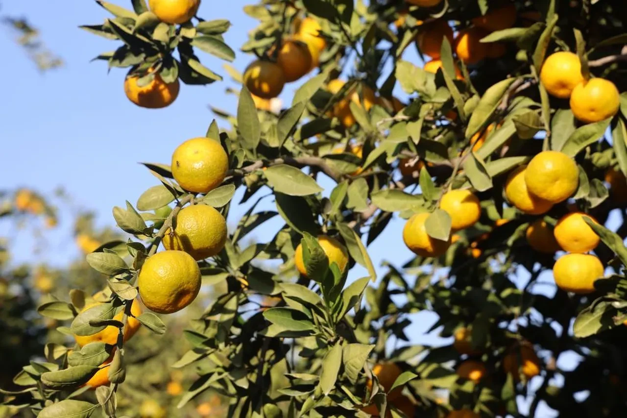 Mandalinanın kilosu 2 liraya düştü! Üreticiler bütün mahsulünü bedavaya dağıttı
