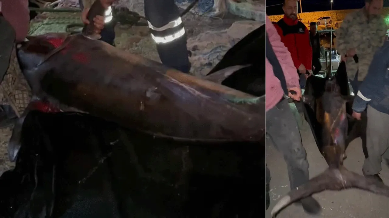 Tam 2 buçuk saatte 4 kişi yakaladı! 115 kiloluk dev kılıç balığı rekor fiyata satıldı