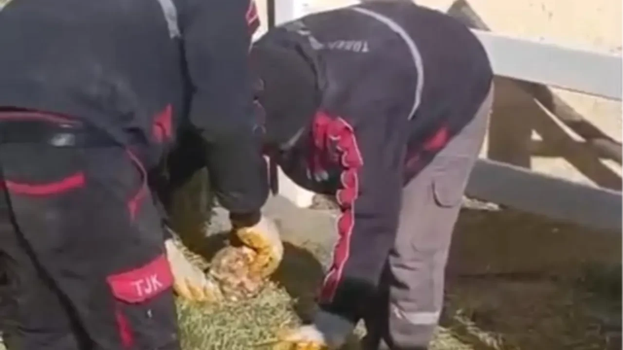 TJK'da skandal görüntüler! Balyalara taş doldurdular