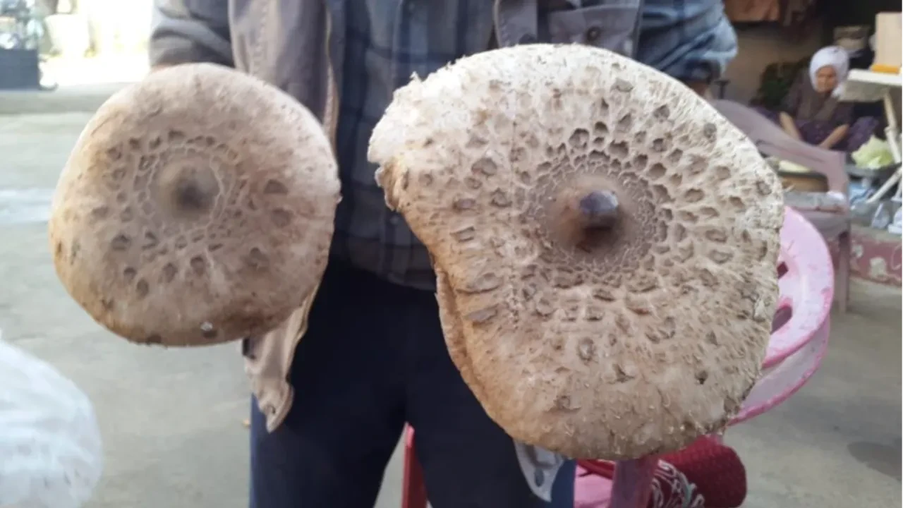 Uzmanından kritik mantar uyarısı: Güvenilir değil, yemeyin!