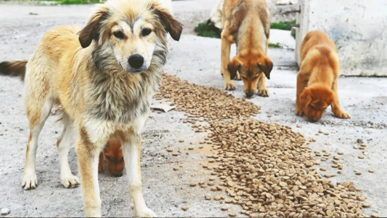 İstanbul Valiliği'nden sokak hayvanları için yeni karar! Kontrolsüz beslemeye müsaade edilmeyecek