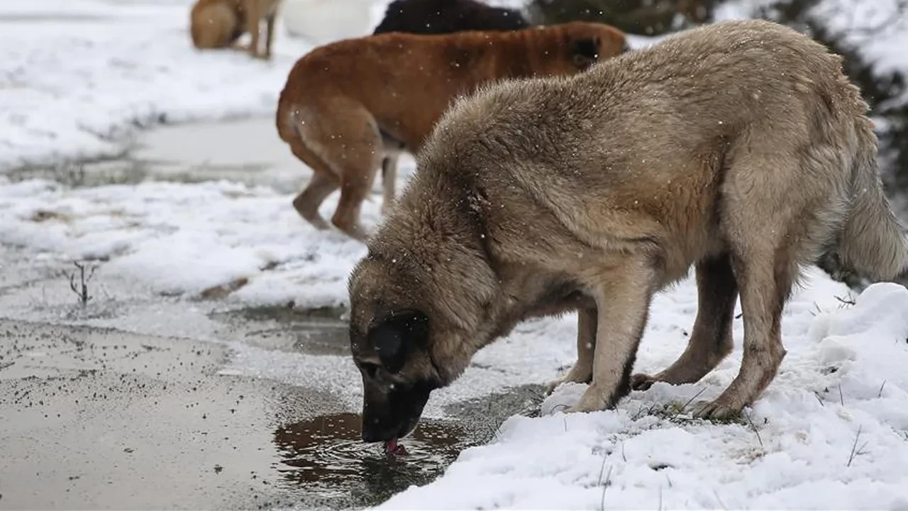 İstanbul Valiliği'nden sokak hayvanları için yeni karar! Kontrolsüz beslemeye müsaade edilmeyecek