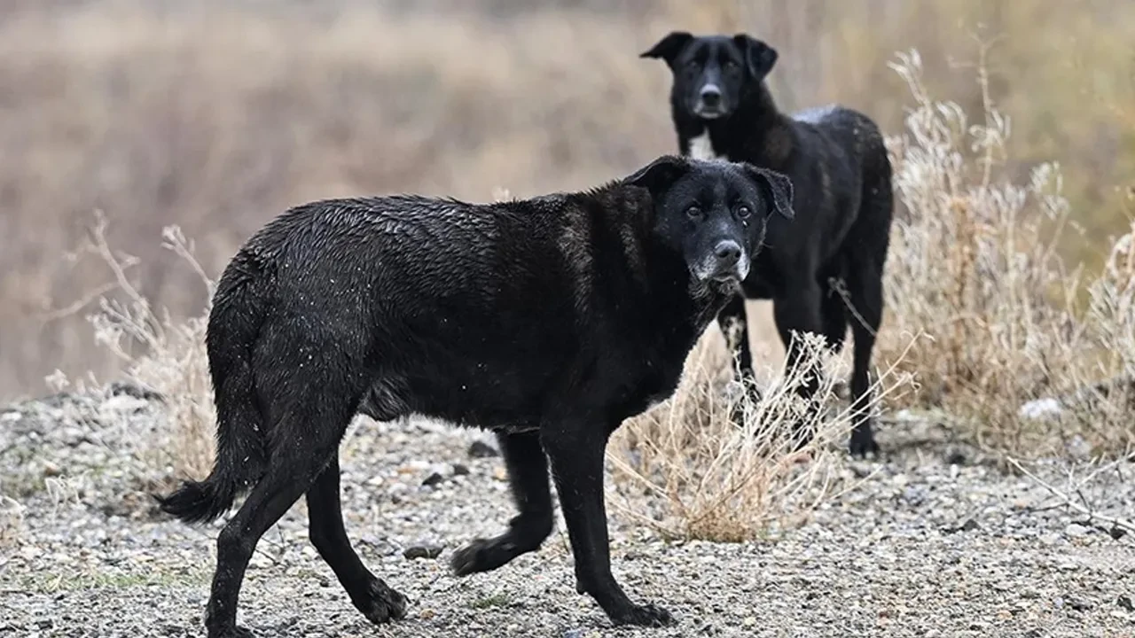 İstanbul Valiliği'nden sokak hayvanları için yeni karar! Kontrolsüz beslemeye müsaade edilmeyecek