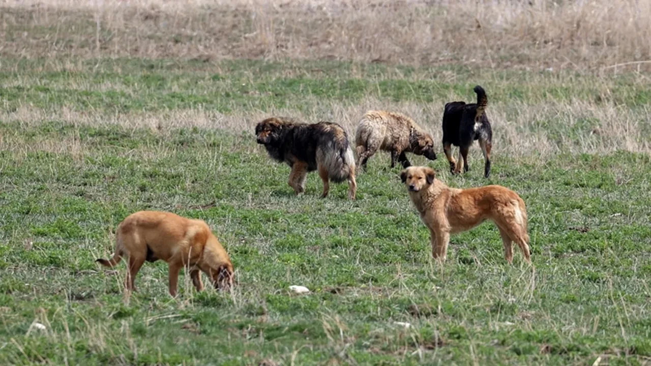 İstanbul Valiliği'nden sokak hayvanları için yeni karar! Kontrolsüz beslemeye müsaade edilmeyecek